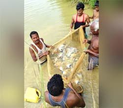 छत्तीसगढ़ में मछली पालन से किसानों की आय में इजाफा, जशपुर के किसान को 7 लाख का शुद्ध लाभ